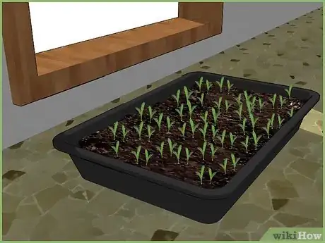 Image intitulée Plant a Seed Step 7
