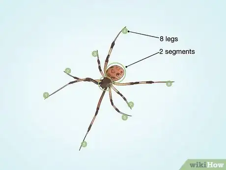 Image intitulée Identify Spiders Step 13