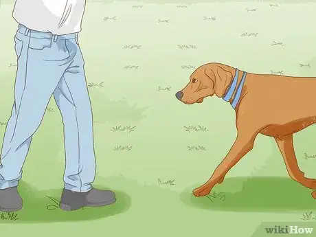 Image intitulée Make Your Dog Stay in Your Yard Without a Leash Step 6