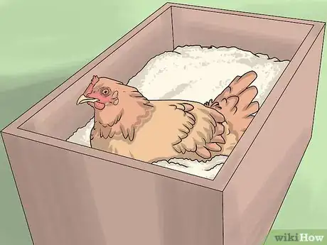Image intitulée Take Care of Chickens Step 25