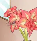 faire refleurir une amaryllis