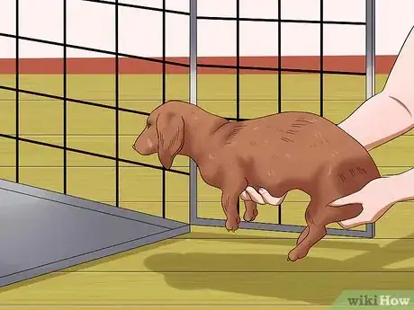 Image intitulée Diagnose Back Problems in Dachshunds Step 10