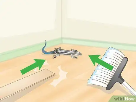 Image intitulée Catch a Blue Tailed Skink Step 16