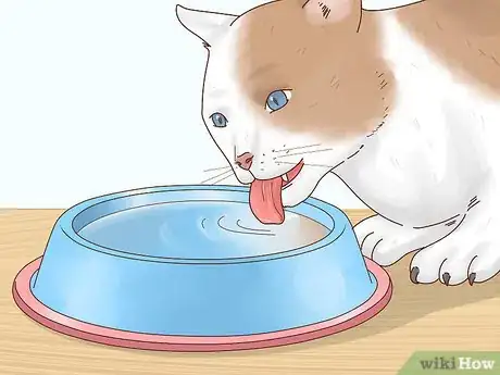 Image intitulée Reduce Fever in Cats Step 5