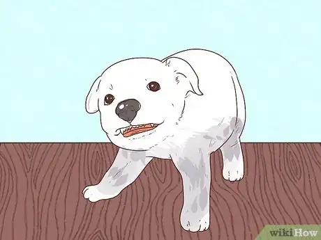 Image intitulée Buy a Puppy Step 19