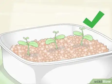 Image intitulée Grow a Tea Plant Step 6