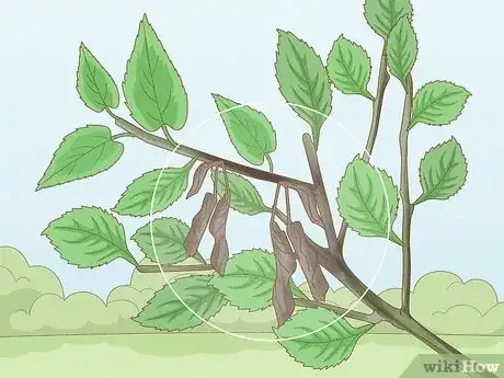 Image intitulée Prune a Crabapple Tree Step 11