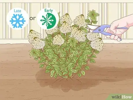 Image intitulée Care for Limelight Hydrangeas Step 11