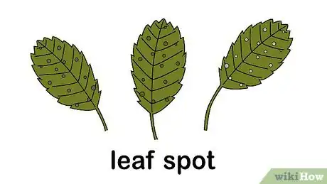 Image intitulée Identify and Treat Strawberry Diseases Step 3