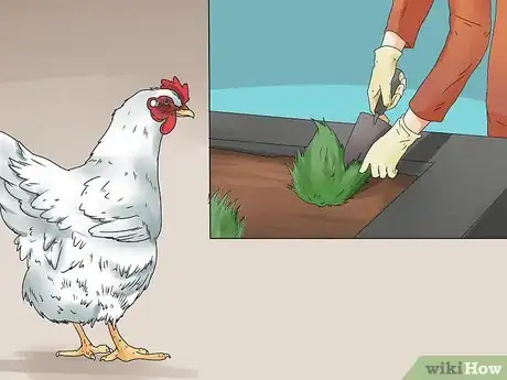 Image intitulée Repel Chickens Step 11