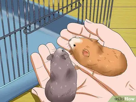 Image intitulée Get Hamsters to Stop Fighting Step 13