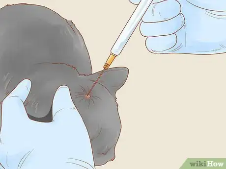 Image intitulée Recognize Skin Cancer in Cats Step 14