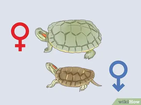 Image intitulée Care for a Red Eared Slider Turtle Step 15
