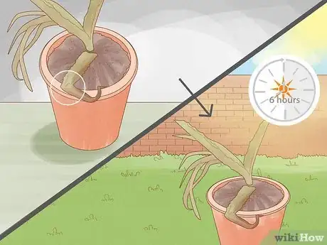 Image intitulée Why Does Your Aloe Plant Not Stand Up Step 5