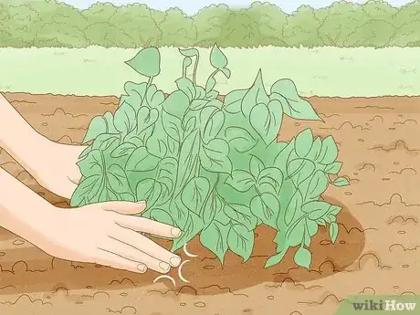 Image intitulée Grow Lima Beans Step 5