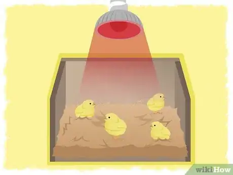 Image intitulée Raise Baby Chickens Step 9