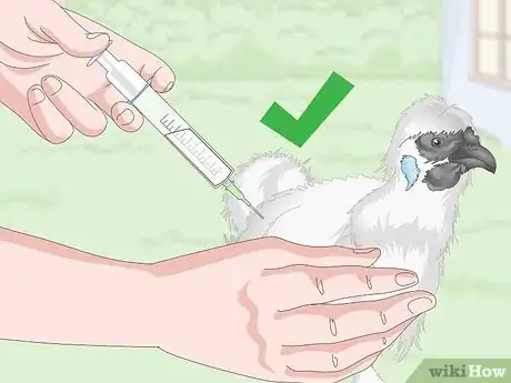 Image intitulée Care For Silkie Chickens Step 19