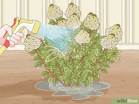 Image intitulée Care for Limelight Hydrangeas Step 18