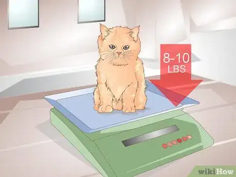 Image intitulée Help Your Cat Lose Weight Step 2