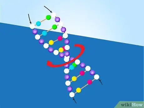 Image intitulée Make a Model of DNA Using Common Materials Step 20