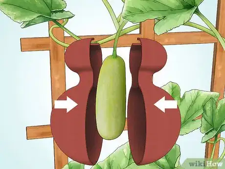 Image intitulée Grow Gourds Step 13