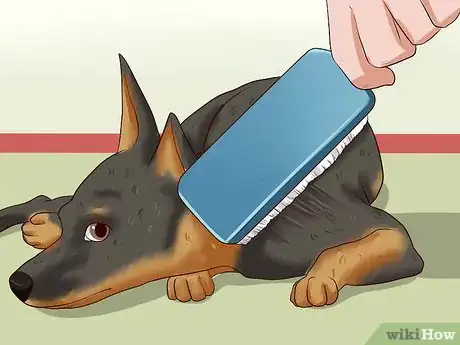 Image intitulée Care for a Miniature Pinscher Step 17