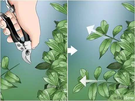 Image intitulée Prune a Gardenia Bush Step 10