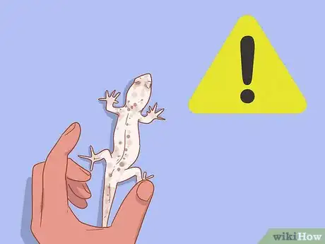 Image intitulée Care for a House Gecko Step 10