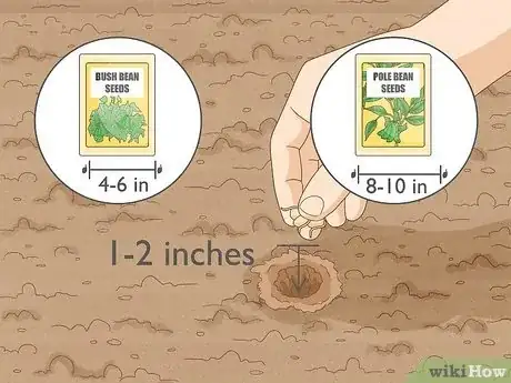 Image intitulée Grow Lima Beans Step 6