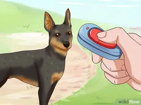 Image intitulée Care for a Miniature Pinscher Step 10