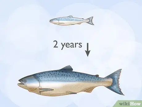 Image intitulée Raise Salmon in a Pond Step 8