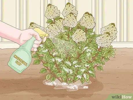 Image intitulée Care for Limelight Hydrangeas Step 19