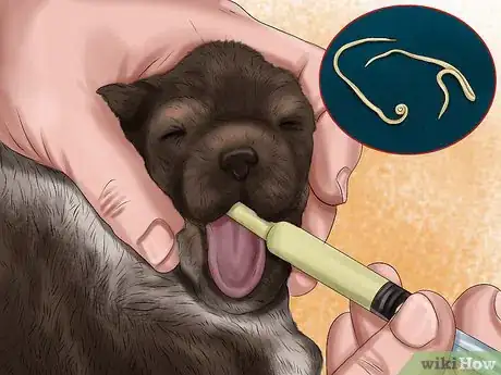 Image intitulée Save Orphaned Newborn Puppies Step 20