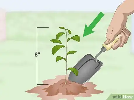 Image intitulée Grow a Tea Plant Step 9