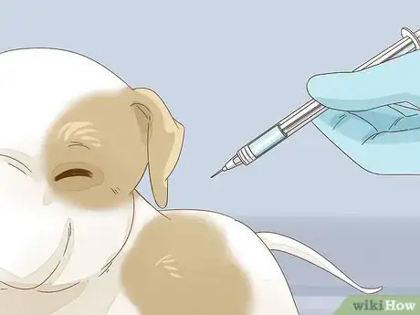 Image intitulée Take Care of a Pitbull Puppy Step 8