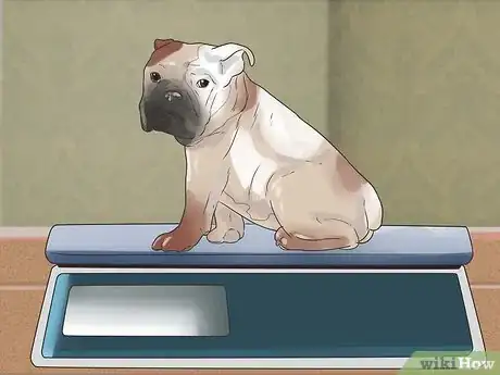 Image intitulée Take Care of an English Bulldog Puppy Step 5