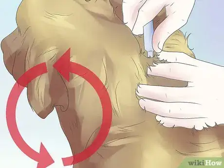 Image intitulée Remove Ear Mites from a Dog Step 11