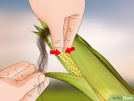 Image intitulée Harvest Corn Step 3