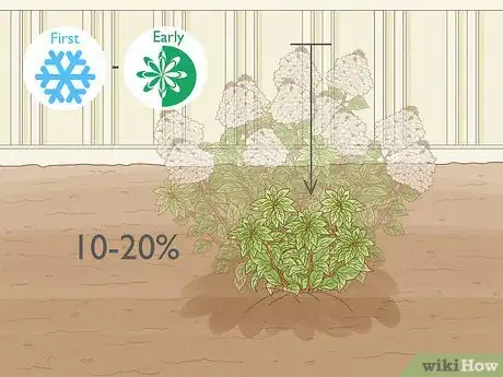 Image intitulée Care for Limelight Hydrangeas Step 12