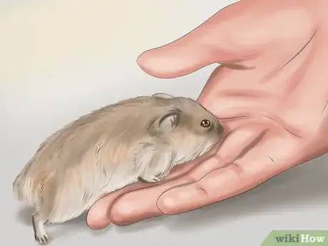 Image intitulée Care for Roborovski Hamsters Step 22