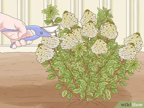 Image intitulée Care for Limelight Hydrangeas Step 14