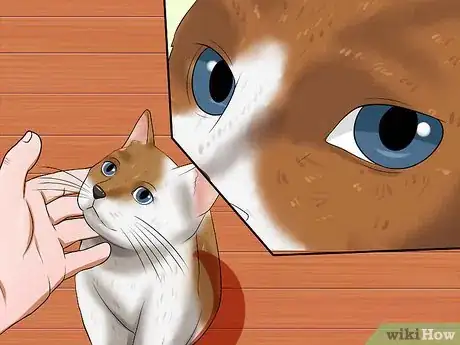 Image intitulée Identify if Your Cat Has Had a Stroke Step 5