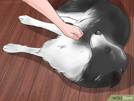 Image intitulée Temperament Test a Dog Step 14