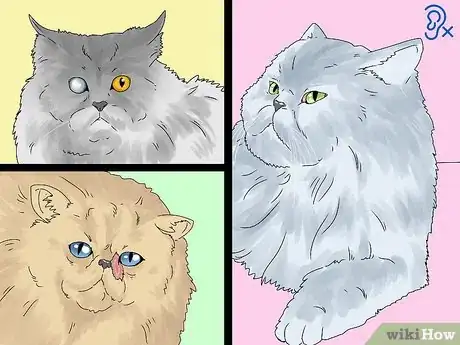 Image intitulée Identify a Persian Cat Step 11