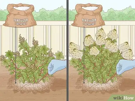 Image intitulée Care for Limelight Hydrangeas Step 10