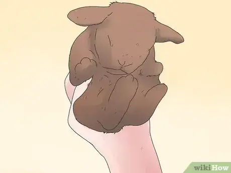 Image intitulée Care for Mini Lop Rabbits Step 9