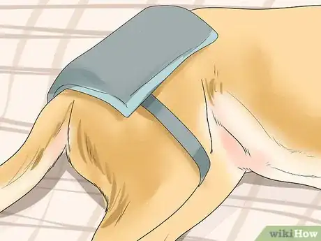 Image intitulée Help Dogs with Joint Problems and Stiffness Step 11
