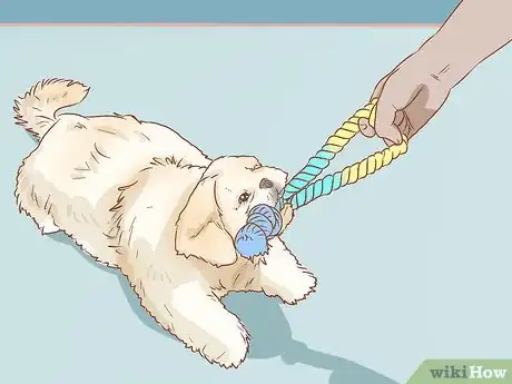 Image intitulée Care for a Shih Tzu Puppy Step 10