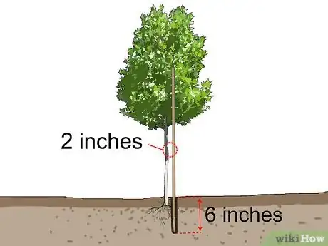 Image intitulée Stake up a Bush or Tree Step 2