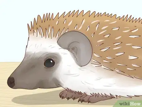 Image intitulée Take Care of a Hedgehog Step 3